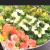 开心的头像