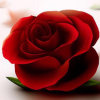 红玫瑰的头像
