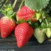 大草莓蔬菜园13530122471的头像
