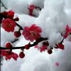 傲雪红梅(忙退)的头像