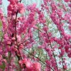 冬梅☞缘来是你☜小号的头像