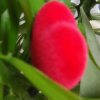 红玫瑰的头像