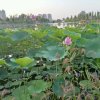 恩恩爱愛的头像