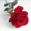 玫瑰的头像