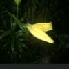 芳是晴天的头像