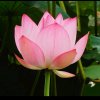 一季花开的头像