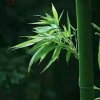 梧高凤必至，花香蝶自来的头像