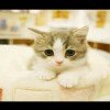 *～初吻给了小奶瓶的头像
