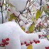 梅花女的头像