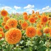 花开似水的头像
