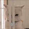 是猹猹惹的头像