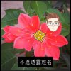 谜音墨花的头像