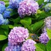 浅色夏沫的头像