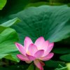 草原歌迷！的头像