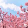 淡若清风静如蘭【已停币】的头像