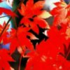 深秋枫叶的头像