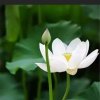 小叶子（关注大号）的头像