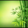 独舞的枫叶的头像