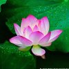芳歌的头像