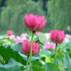 平淡一生！的头像