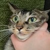 猫蛋儿的头像