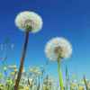 蒲公英的头像