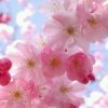 樱花的头像