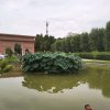 思歌的头像