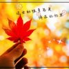 金秋红叶的头像