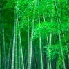 知足常乐的头像