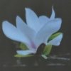 皎皎芝兰的头像