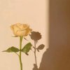 祥1 9 瑞 的头像
