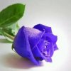 紫玫瑰…忙友访必回的头像