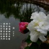 岚岚的头像