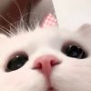 .的头像