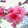 腊梅花的头像