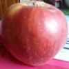 红苹果的头像
