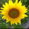 一缕SunShine暂离的头像