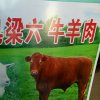 自由坚强的头像