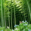 无怨无悔的头像