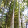 《淸莲还真》翠竹（暂离）的头像