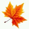 枫叶的头像