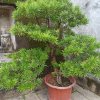 乘风踏浪的头像