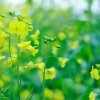 空心菜的头像