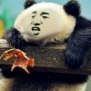 歪熊猫的头像