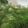 雨后彩虹的头像