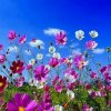 小芳的头像