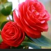 玫瑰花香。的头像