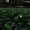 梅花的头像