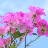 春暖花开的头像